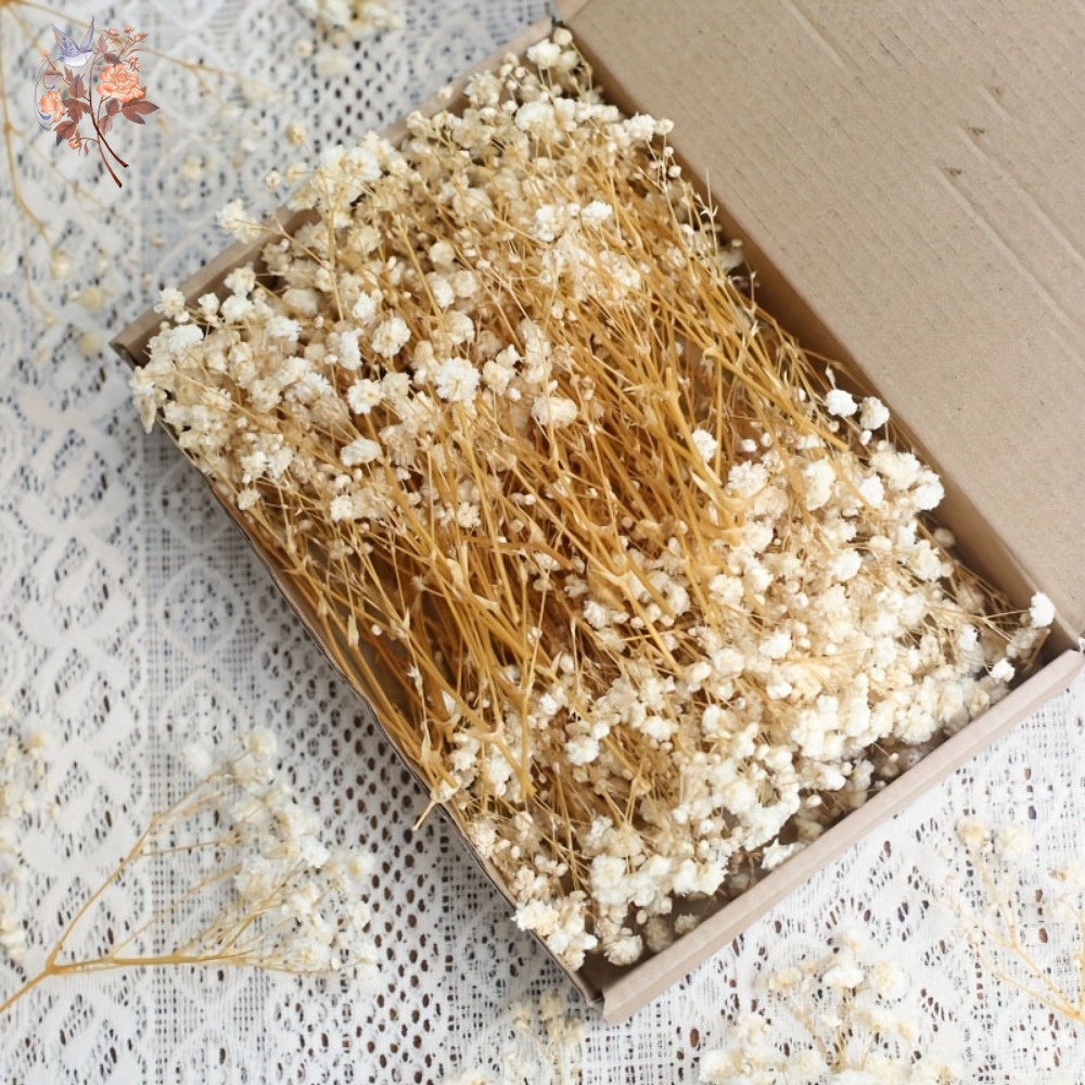 ดอกยิปโซฟิล่าแห้งขนาดเล็ก 100  - Dried Flower Bulk บทวิจารณ์และราคา